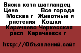 Вяска кота шатландец › Цена ­ 1 000 - Все города, Москва г. Животные и растения » Кошки   . Карачаево-Черкесская респ.,Карачаевск г.